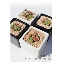 リトープスとコノフィッツムの寄せ植え2鉢セット 可愛い リトープス コノフィツム 多肉植物 贈り物 プチギフト 敬老の日 新築祝 誕生日祝 開店祝 結婚式祝