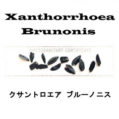 6月入荷 100粒+ クサントロエア ブルーノニス 種 種子 証明書あり