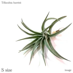 チランジア ロイテリ② (メルカリ便にてお届けします) チランジア ロイテリ② (メルカリ便にてお届けします) チランジア