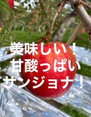 青森県産りんごサンジョナ家庭用 箱込3キロ