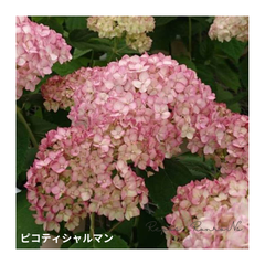 アジサイ：アナベル『ピコティシャルマン』（3.5号）希少　新品種　紫陽花　アナベル苗　鉢花　植栽　苗木