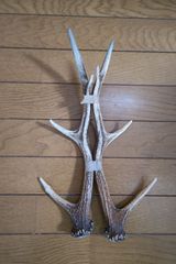 蝦夷鹿の落ち角,「※31本セット」 ,※5万円から毎日お値下げします。 蝦夷鹿の落ち角,「※31本セット」 ,※5万円から毎日お