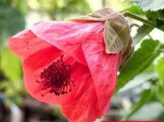 りんごあめ　アブチロン小輪　苗　花の館オリジナル品種