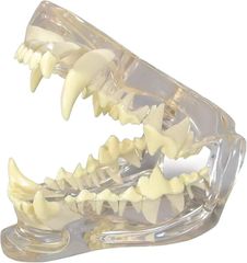 Item thumbnail for item 0dace926-b368-4de2-bd56-a5c00d57f82f