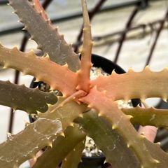 Aloe arborescens subsp. mzimnyati　アロエ　アルボレセンス　ムジンニャティ　カット苗