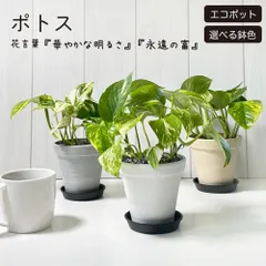観葉植物 新生活 ポトス グリーン エコポット鉢 4号 黒皿付 黒デコジャリ小付 おしゃれ 母の日 鉢植え 人気 お祝い 誕生日 贈り物 ナチュラル インテリア リビング 送料無料 植物 [黒2]