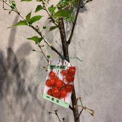 暖地さくらんぼ❤️苗木（桜桃）5号鉢 - メルカリ