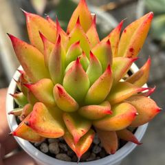 レア品種！★赤い星（アガボイデス マカベアナ）多肉植物（抜き苗）自家繁殖 国産