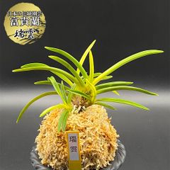 富貴蘭 風蘭 蘭 瑞雲 ズイウン 4本立 【現品】 2612 フウキラン フウラン 送料無料