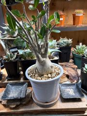 [コーデックス]アデニウム 鉢植え株