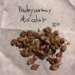 パキコルムス・ディスカラー 種子50粒 Pachycormus discolor
