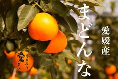 愛媛産　ハウスまどんな　愛果28号　秀品＋家庭用ランク込み4kg