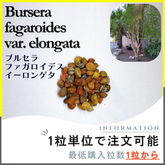 【種子】ブルセラ ファガロイデス イーロンゲタ /セット割あり 数量1粒から購入OK