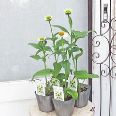 花苗 エキナセア プレーリー ブレイズ 3号 宿根草 グリーン ホワイト 秋までよく咲く 夏の花