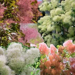 森の幻想的なスモークツリーとエリンジウム、紫陽花のナチュラルリース