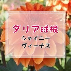 【球根】ダリア・シャイニーヴィーナス（フォーマルデコラ咲き・中輪咲・中高性）／1球