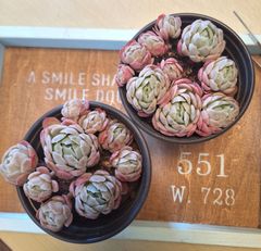 ☆レモンベリー☆多肉植物