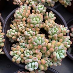 ⑲大きめ苗! 子株2こ付きそわそわ❣️祭囃子❣️群生ちょこん❣️6苗メルカリ便込 ⑲大きめ苗! 子株2こ付きそわそわ❣️祭囃子❣️群生ちょこん❣️