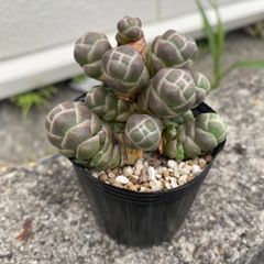 mmsb様専用＊速達 多肉植物 カット苗 クラッスラ 玉椿 群生