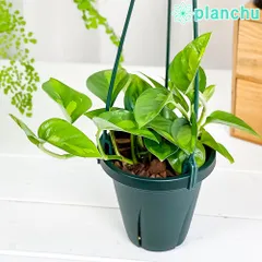 PLANCHU 観葉植物 ポトス グローバルグリーン 4号吊り鉢 育て方説明書付き PVP Epipremnum aureum ‘Global Green’ エピプレムナム アロイドのサムネイル