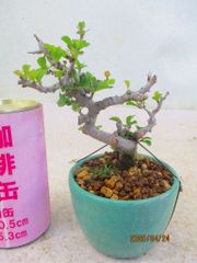 [讃岐屋緑兵衛] 小品盆栽 長寿梅 (42859均釉丸鉢)全高：15㎝ 宅配便発送