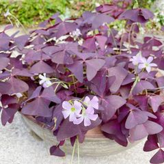 植物/オキザリス　紫の舞(トリアングラリス) （〜50g以内：毎週月曜日発送：7月15日の週は祝日を挟む為、7月22日発送へ回します）