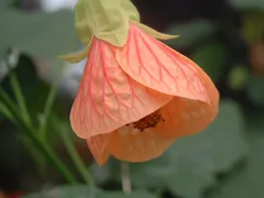 オレンジドロップ　アブチロン小輪 苗 花の館オリジナル品種