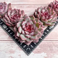 多肉植物　チェリーブロッサム　韓国苗のサムネイル