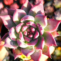 多肉植物 交配苗 moru苗 コロラータアテマハックx中里リンゼアナ