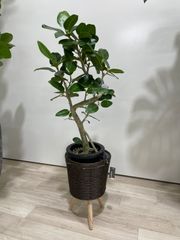 ベンガルゴム　7号　観葉植物　インテリア　グリーン　ゴムの木