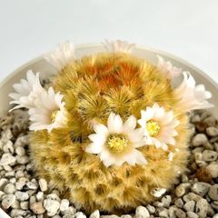 【多肉植物】サボテン・マミラリア　カルメナエ(白花)　Mammillaria carmenae