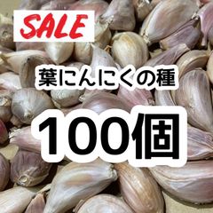【希少】100  葉にんにくの種 サンミャオ 即購入OK d6