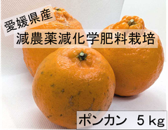 愛媛県産　減農薬　ポンカン　5kg