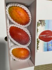【1kg】【クール便送料込み】人気の品種！沖縄県産　完熟マンゴー　1ｋｇ　アップルマンゴー　【クール便、送料無料】マンゴー　国産マンゴー　果物　フルーツ