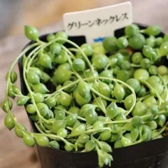 多肉植物 グリーンネックレス 3号ポット苗 【1株販売】