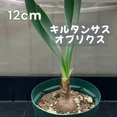 2025年最新】キルタンサス オブリクスの人気アイテム - メルカリ