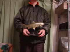 ハンドメイド DIY 50cmアカメ 怪魚釣り フィギュア 魚模型