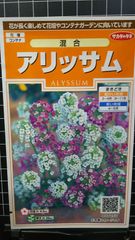 アリッサム 混合 種 ３袋セット