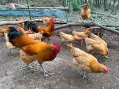 クール便🥚稀少な名古屋コーチンの平飼い自然卵（有精卵）10個セット
