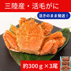 三陸産　活毛ガニ　300g前後×3尾　合計約900g