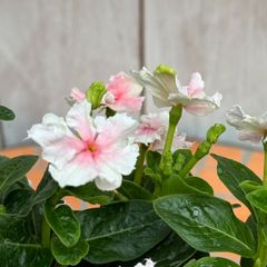 鉢花 ERIRA 楽天市場】植え込んでお届け鉢花【エリカ属】エリカストロベリー