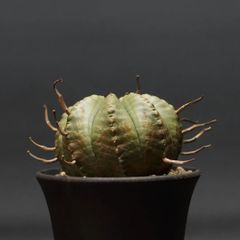 "Euphorbia valida" ユーフォルビア バリダ 管理2124