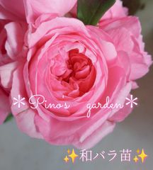 ✨コロンと可愛い和バラ苗✨　切り花品種　バラ苗　挿し木