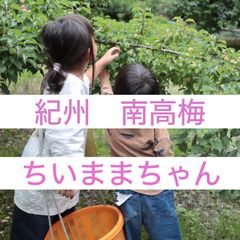 512●黄梅　L 6kg