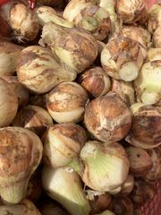 訳あり B~C級品 小玉 新玉ねぎ 長崎県産 4kg