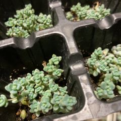 パープルヘイズ多肉植物