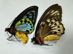 蝶の標本★マライタ島産アオメガネペアNo.4