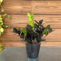 ⑤ザミオクルカス◎レイヴン◎観葉植物◎インテリア