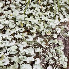 多肉植物「斑入り金のなる木」抜き苗 - メルカリ