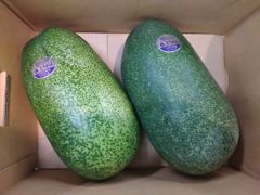 ミニ冬瓜　5㎏(2～3玉入り)三浦市農協